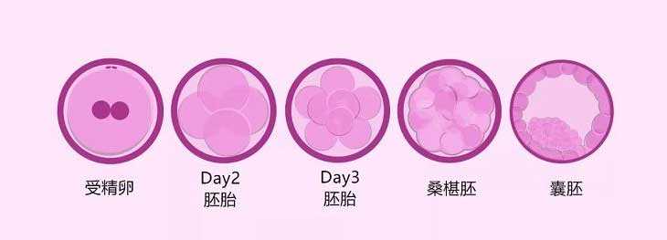 昆明供卵哪家安全,胚胎or囊胚？你做的试管婴儿，移植的是第几天的胚胎？_试